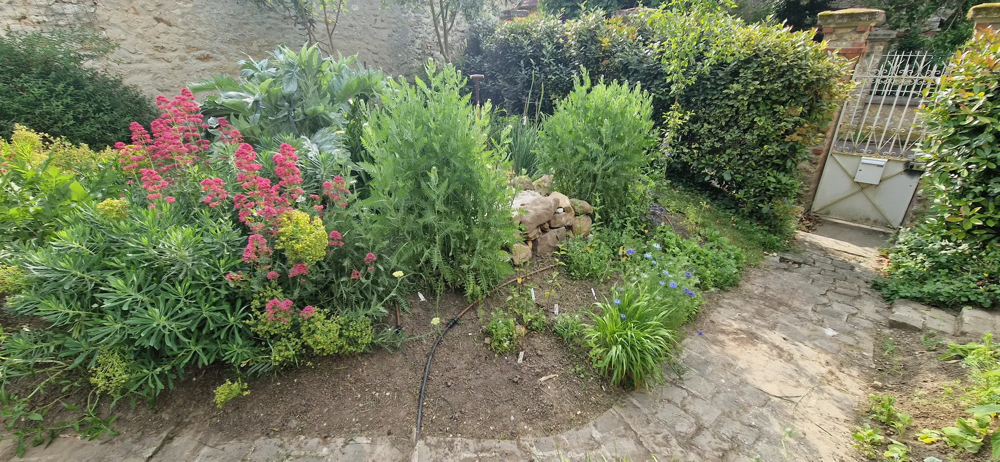 Massifs fleuris le long d’une allée de jardin