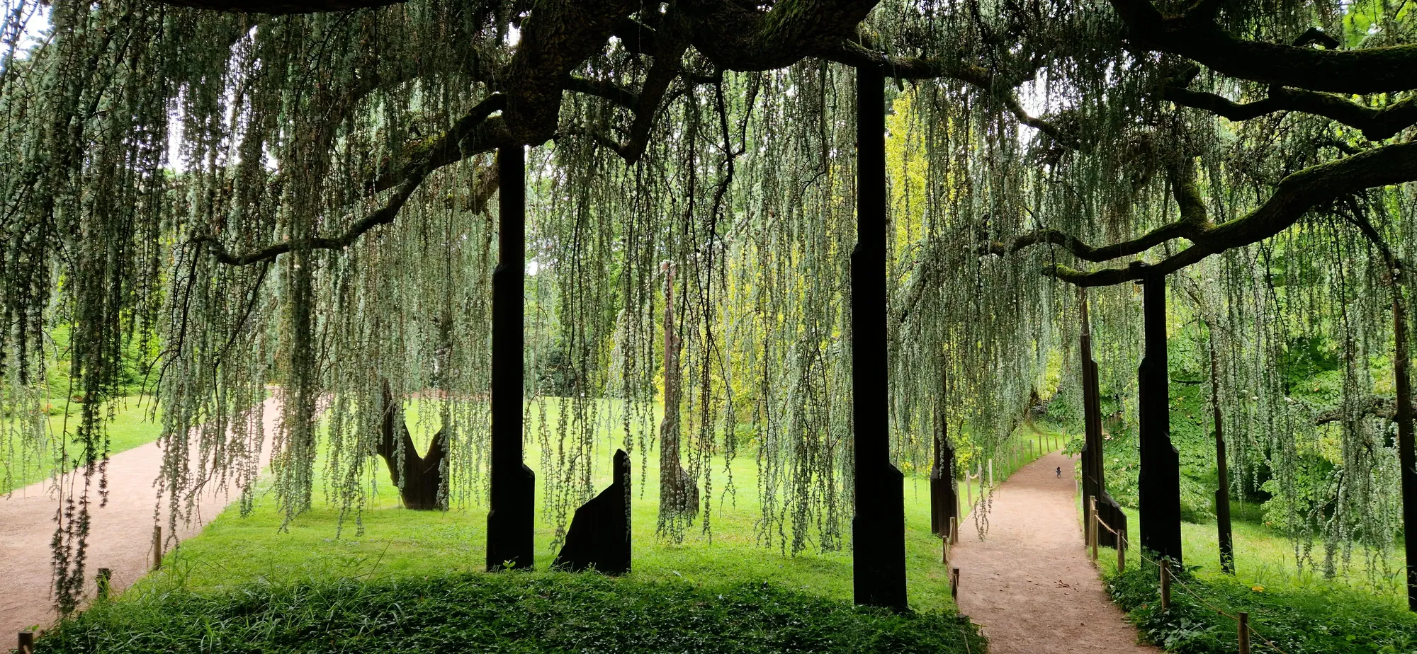 Saules pleureurs dans un parc arboré