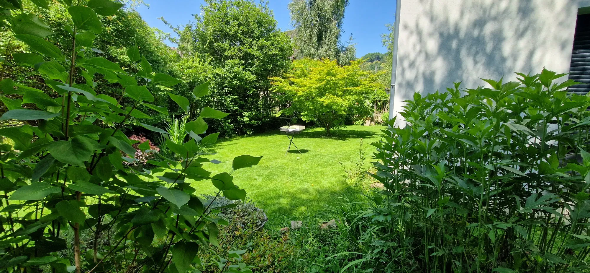 Pelouse entourée d’une végétation abondante